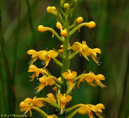 {Platanthera cristata}